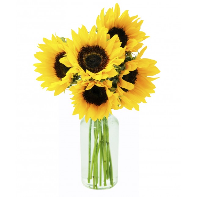 Soleil Sunflowers