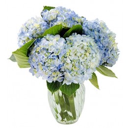 Blue Summer Hydrangeas ( 6 Blue Hydrengea )
