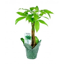 Braided Money Tree Plant (15-18 Inches Tall) in a 4.5 Inch Green Covered Pot