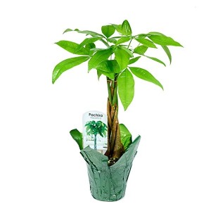 Braided Money Tree Plant (15-18 Inches Tall) in a 4.5 Inch Green Covered Pot