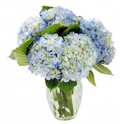 Blue Summer Hydrangeas ( 6 Blue Hydrengea )