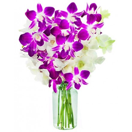 Opal Orchids (10 Purple & White Orchids)